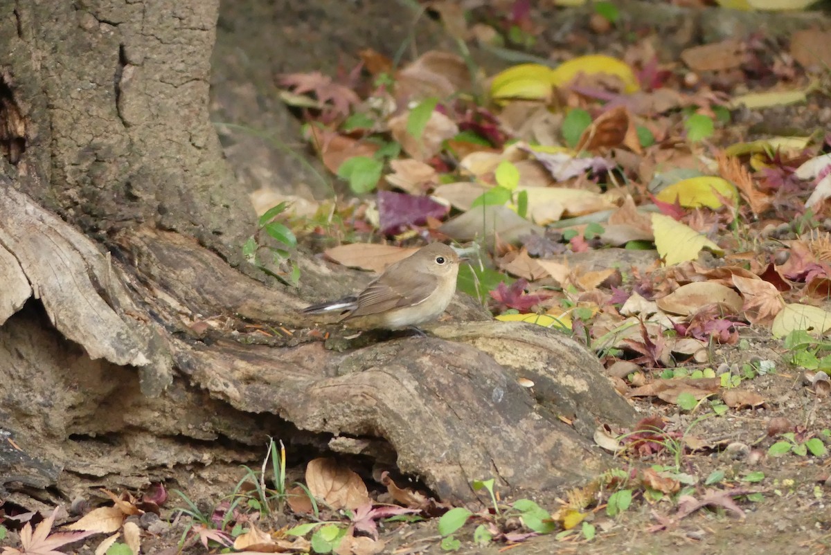 ニシオジロビタキ - ML646895321