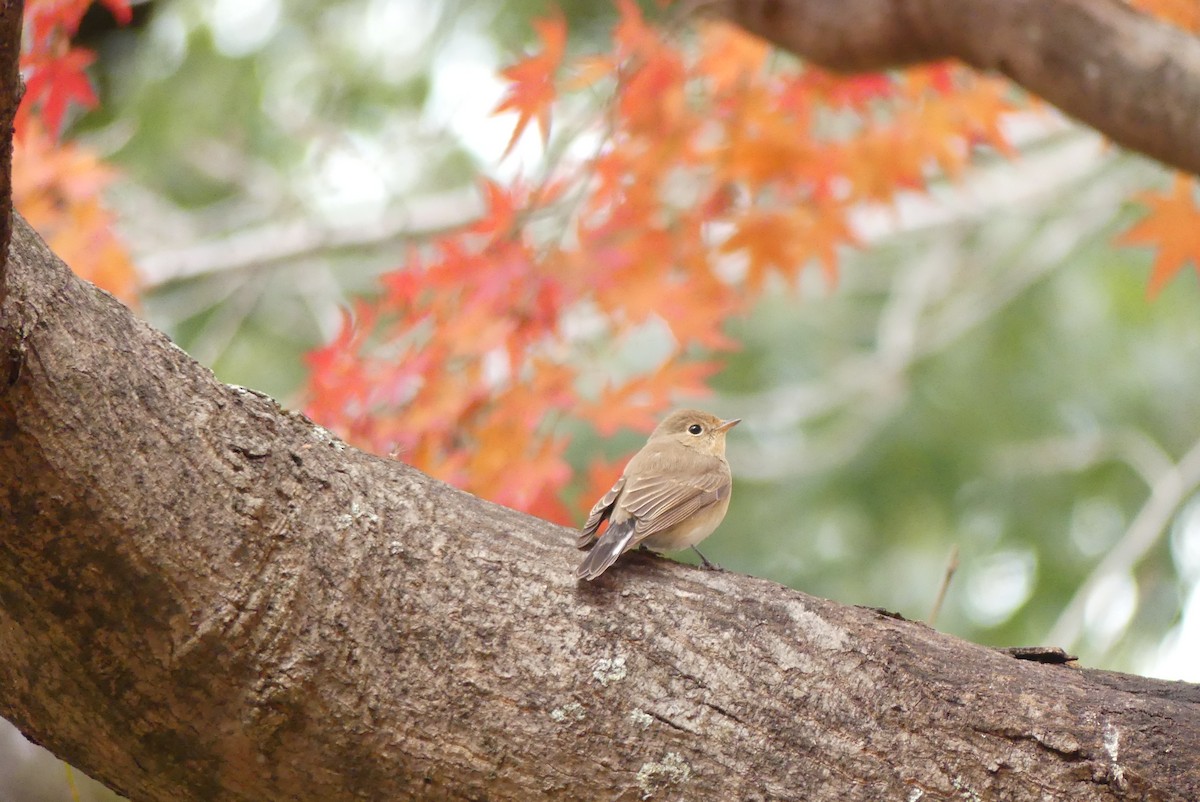 ニシオジロビタキ - ML646895322