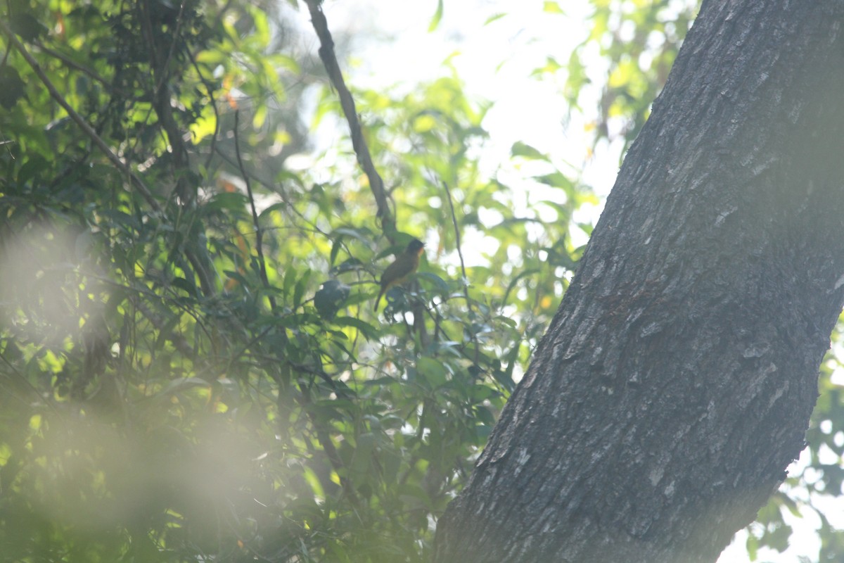 Alev Boğazlı Arapbülbülü - ML646895324