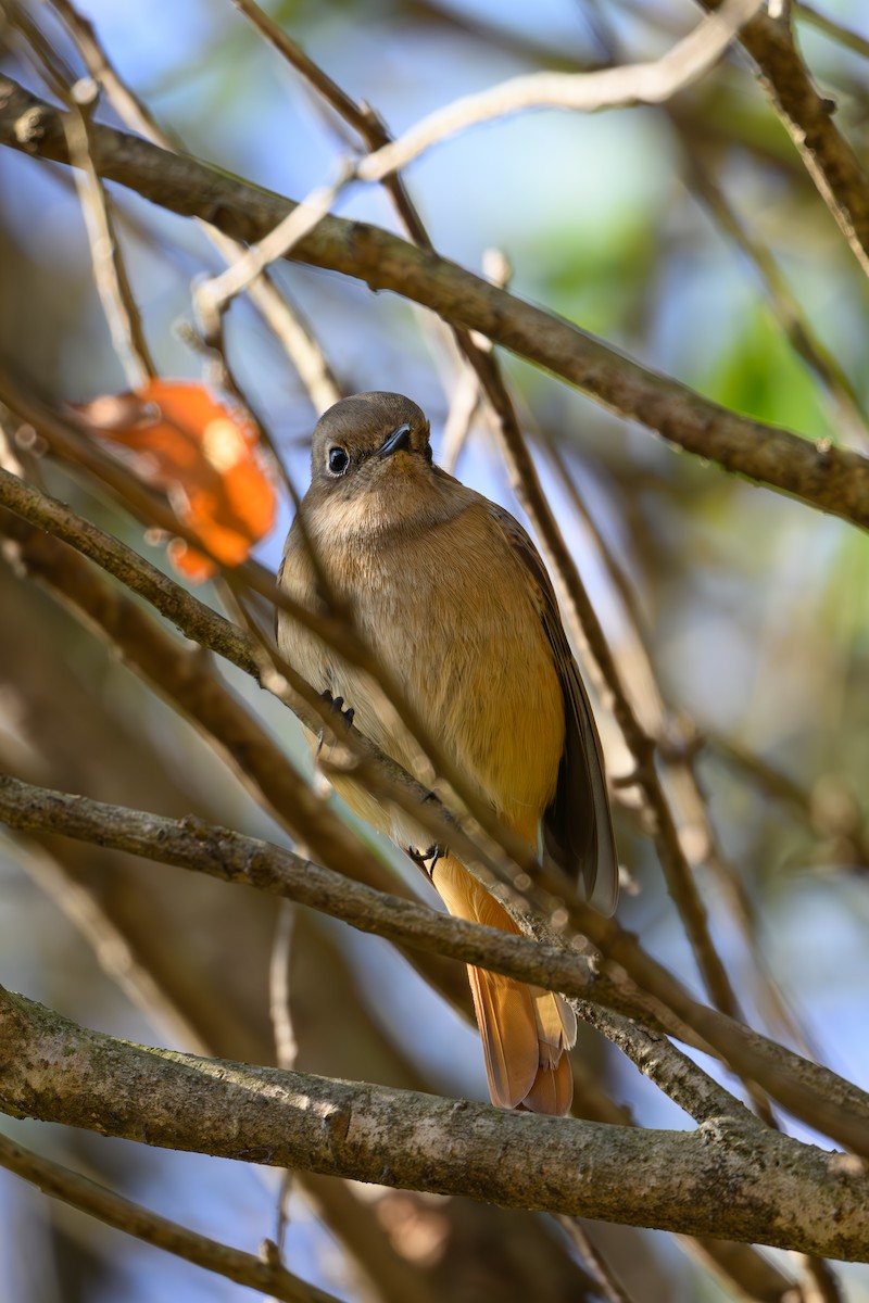 ジョウビタキ - ML646895325