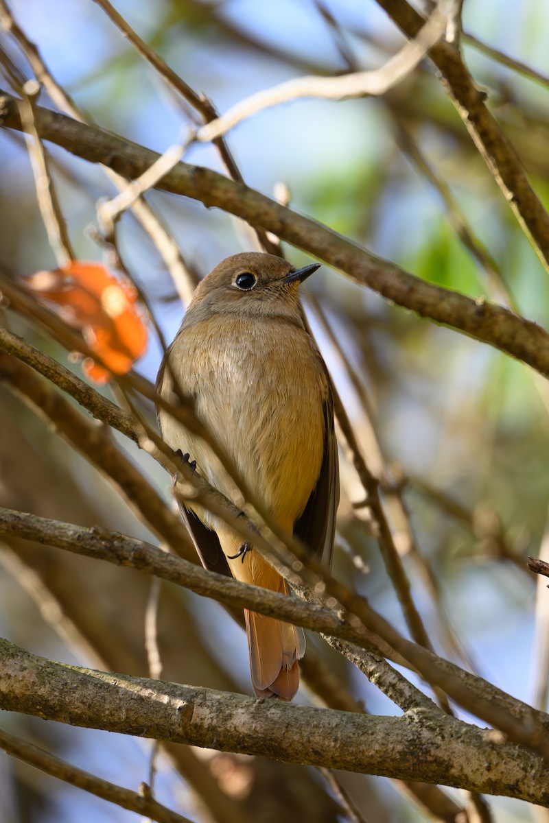 ジョウビタキ - ML646895326