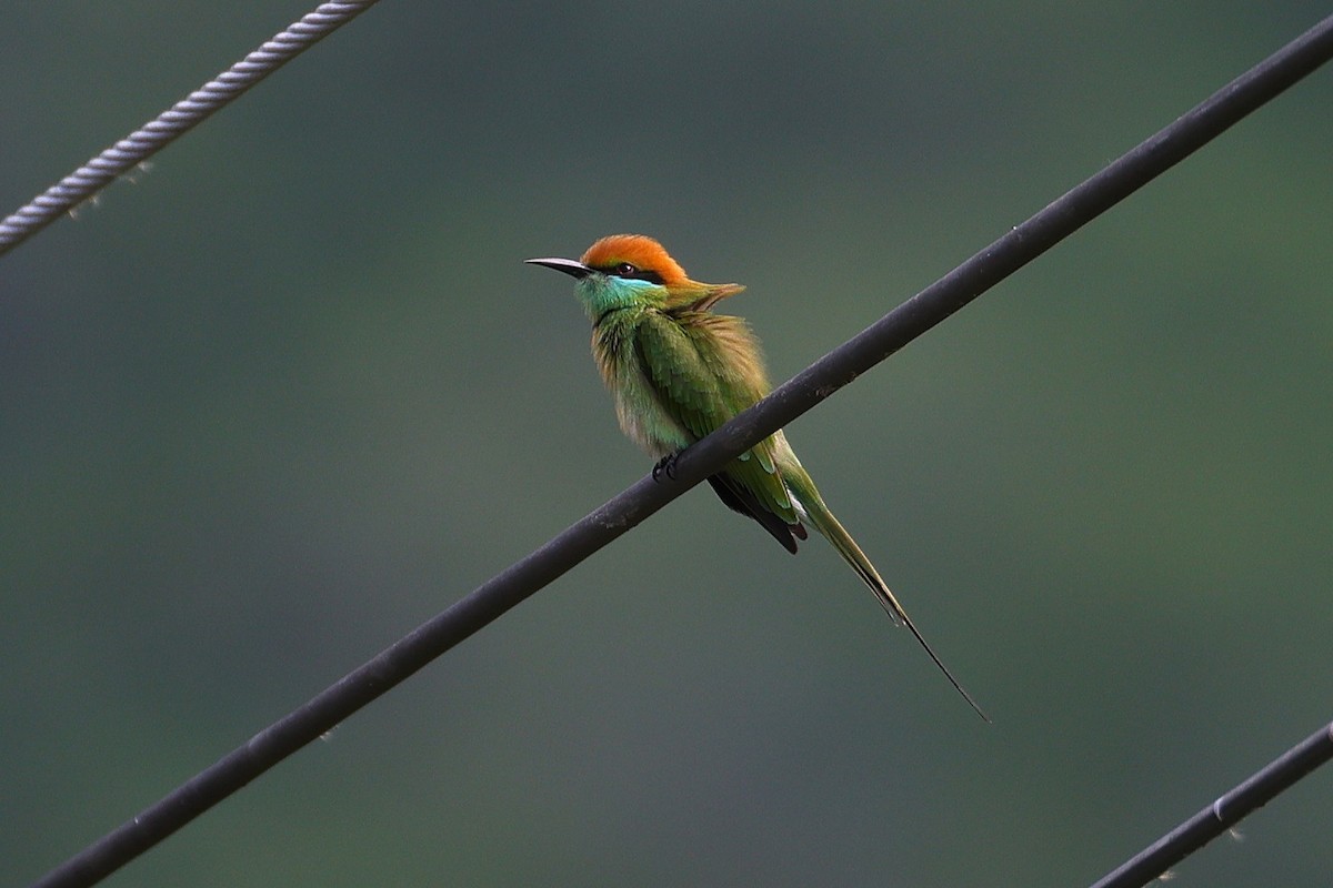 שרקרק חום כיפה - ML646895327