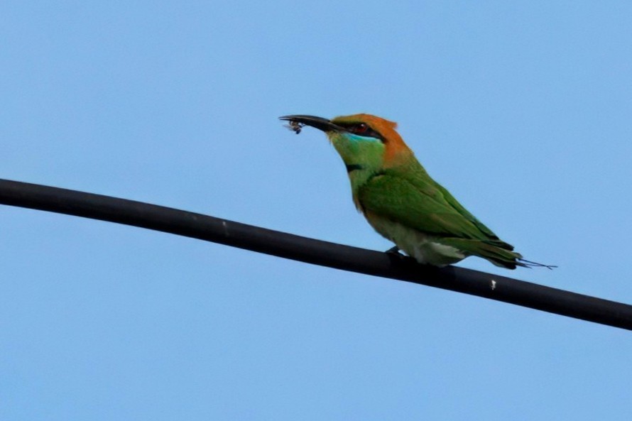 שרקרק חום כיפה - ML646895328
