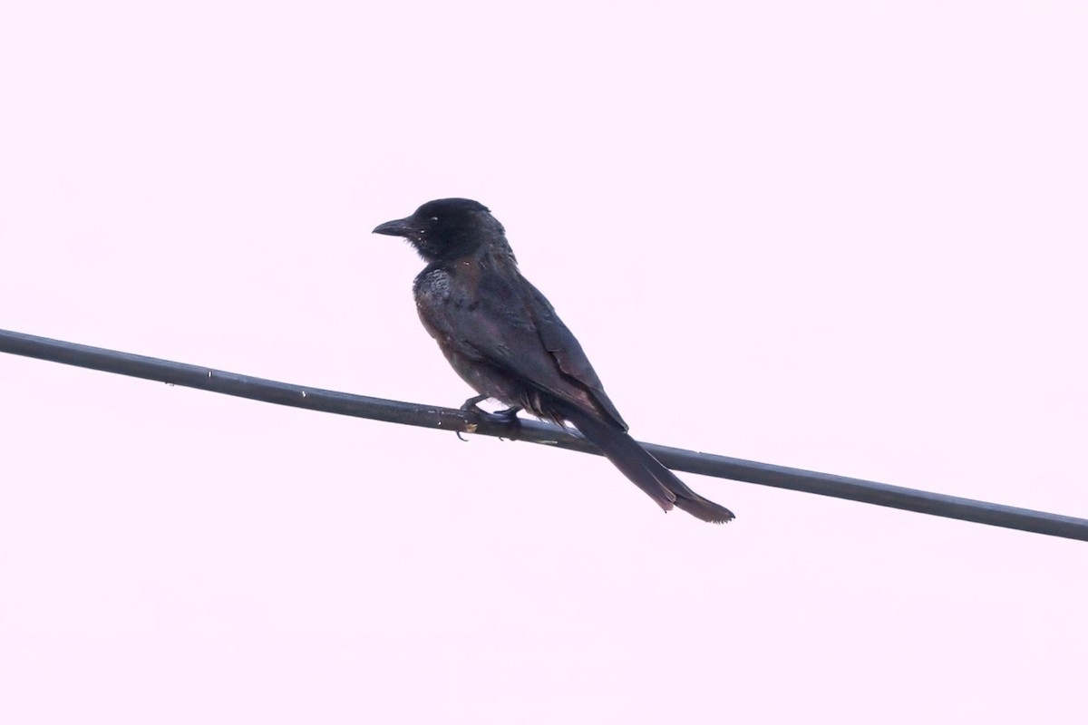 Black Drongo - ML646895331