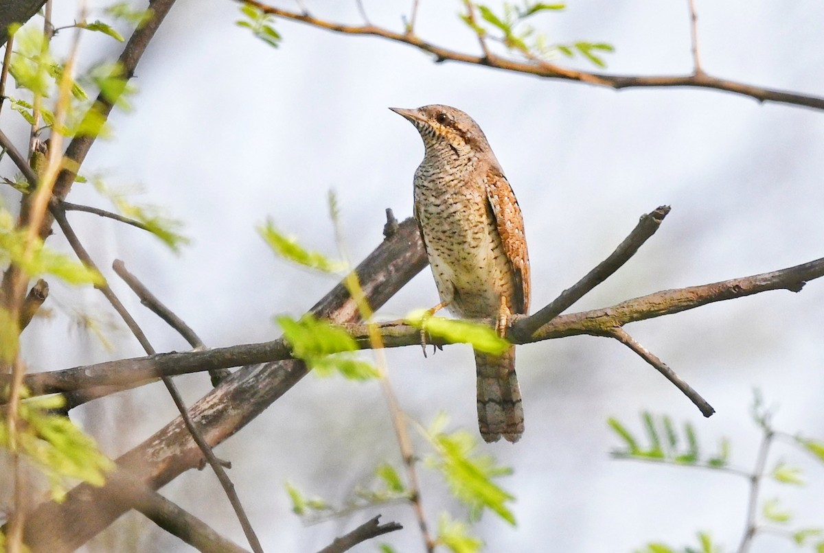 Eurasian Wryneck - ML646895332