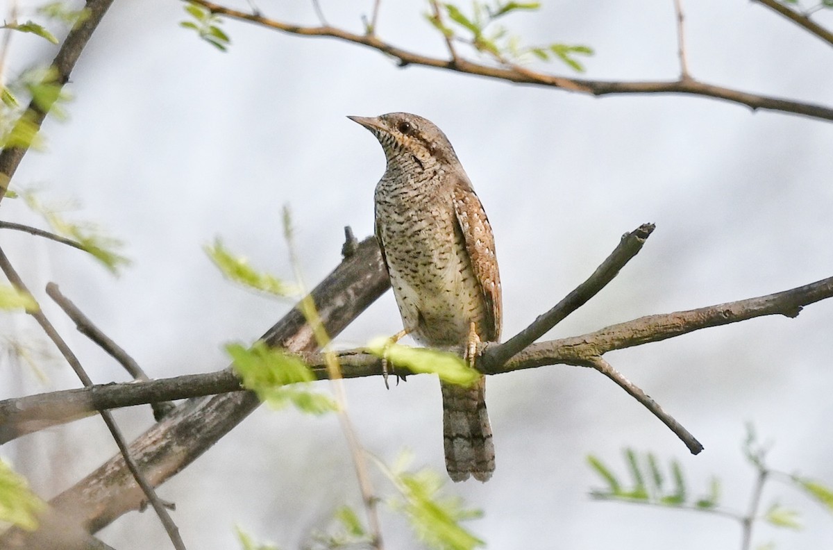 Eurasian Wryneck - ML646895333