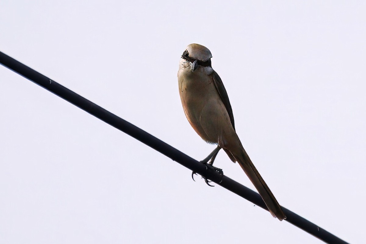 חנקן חום - ML646895334
