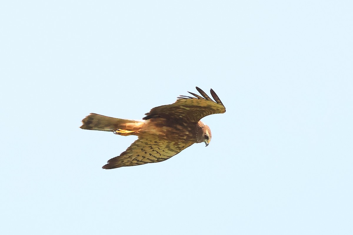 Pied Harrier - ML646895336