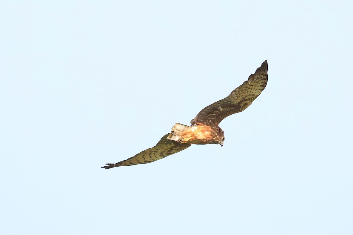 Pied Harrier - ML646895337
