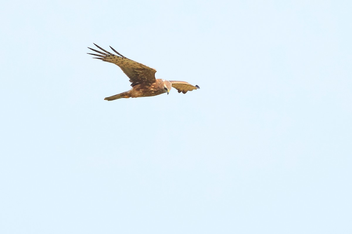 Pied Harrier - ML646895338