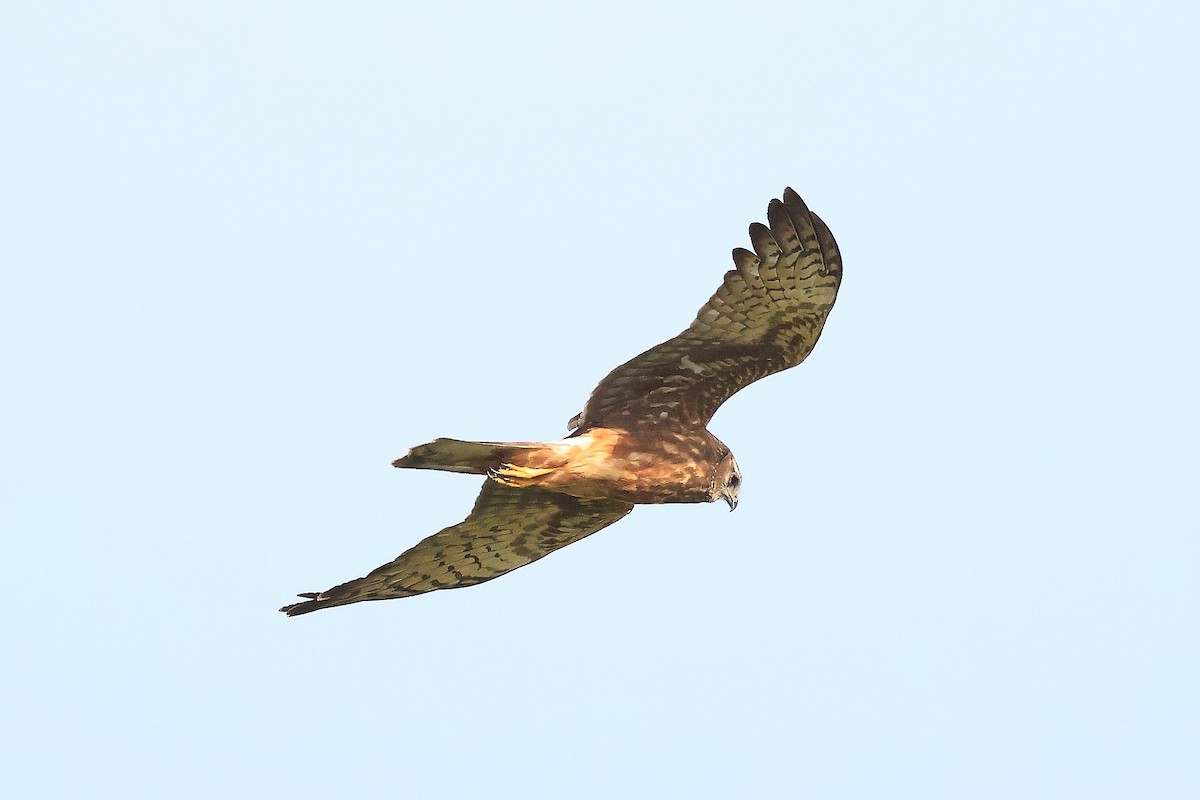 Pied Harrier - ML646895339