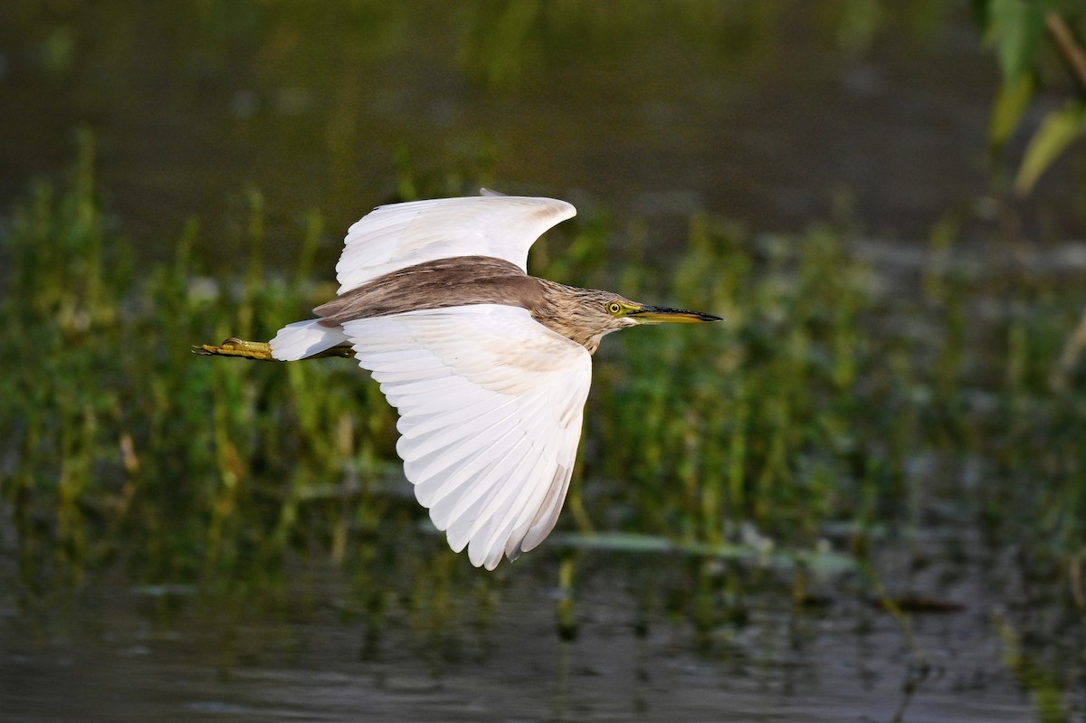 Indian Pond-Heron - ML646895340