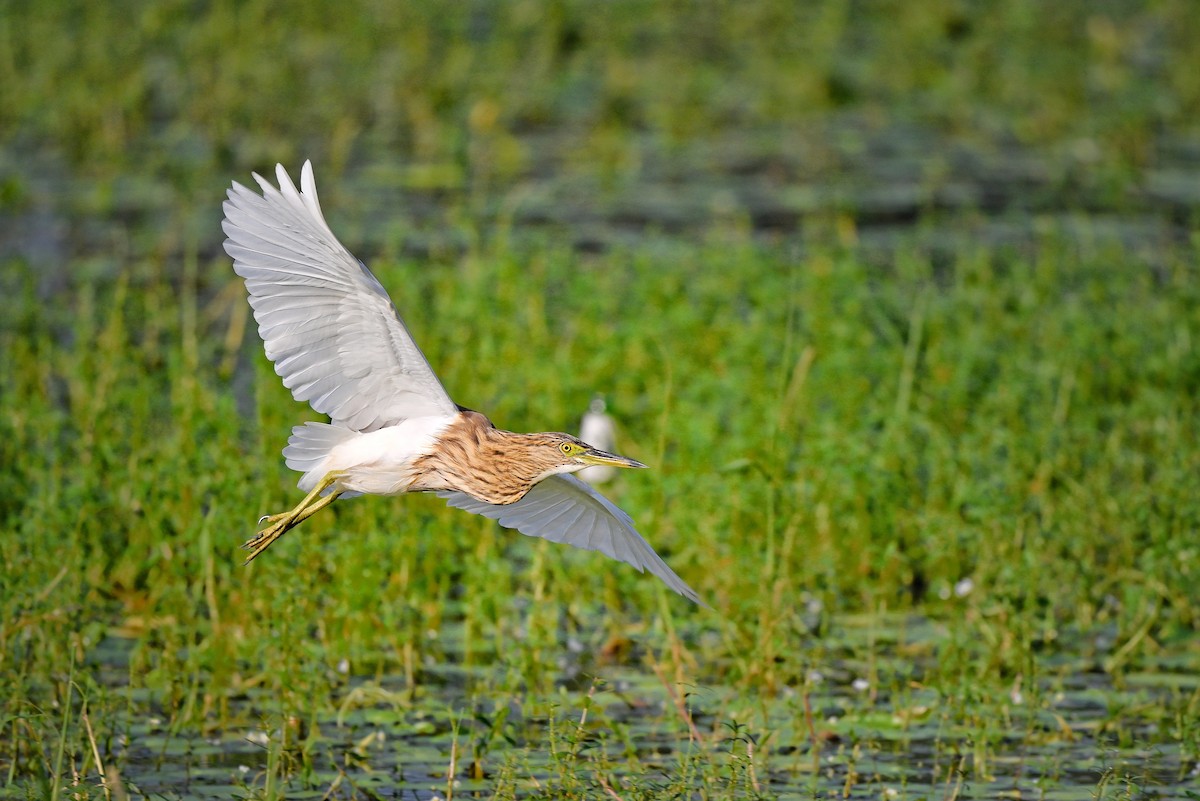Indian Pond-Heron - ML646895341