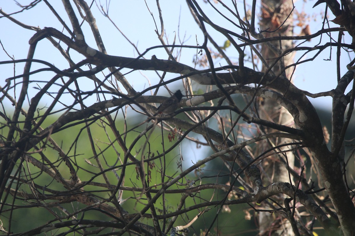 Karaca Arapbülbülü - ML646895345