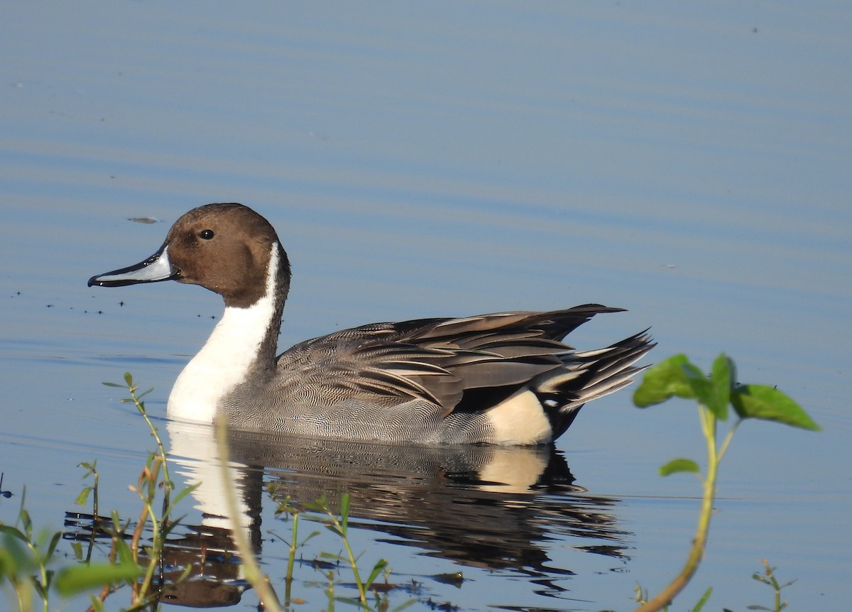Northern Pintail - ML646895346