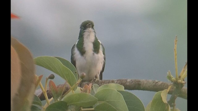 kukačka Klaasova - ML646895347