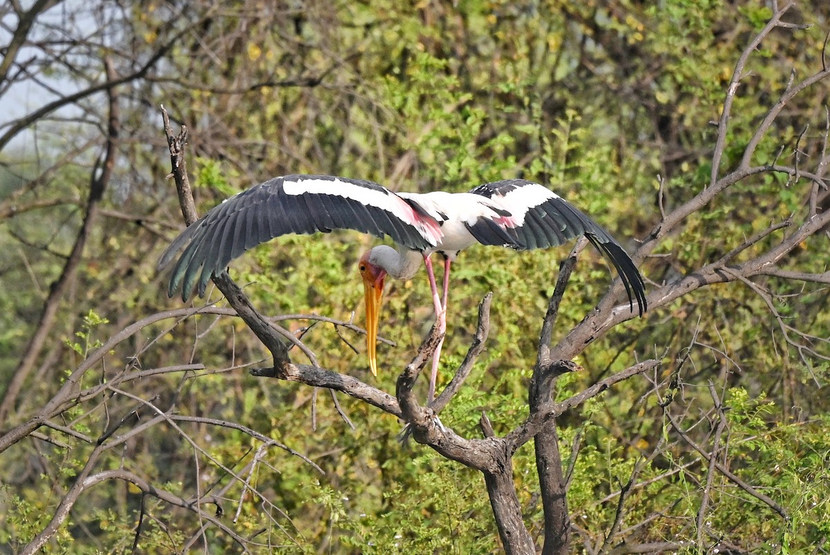 Painted Stork - ML646895348