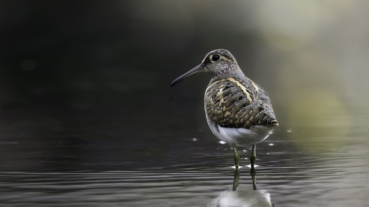 Greater Painted-Snipe - ML646895353