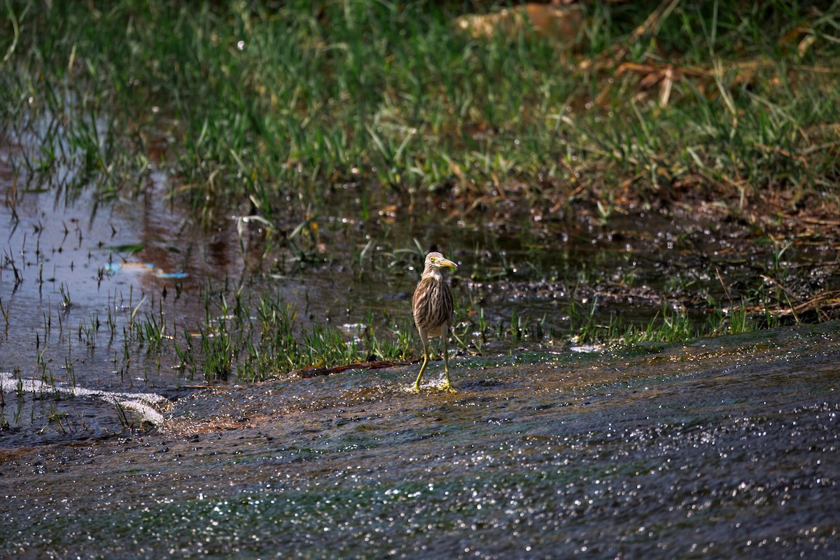אנפית סינית - ML646895354