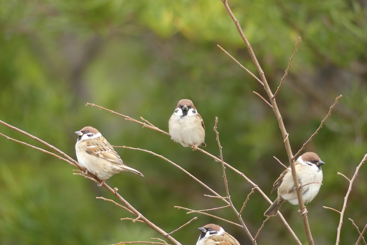 スズメ - ML646895355