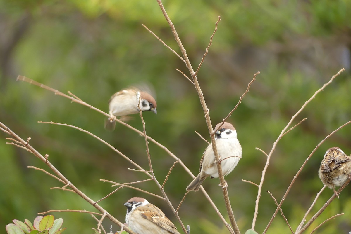 スズメ - ML646895356