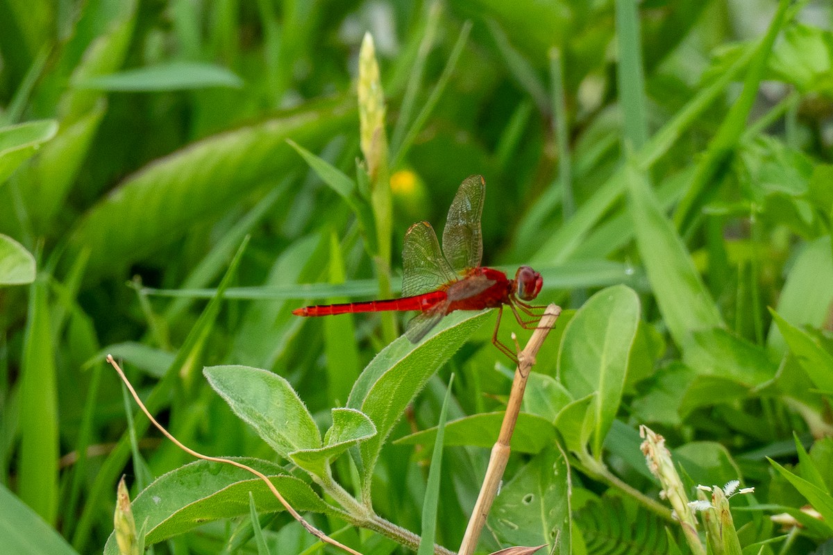 Scarlet Skimmer - ML646895357