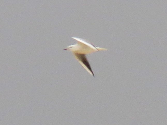 Slender-billed Gull - ML646895358
