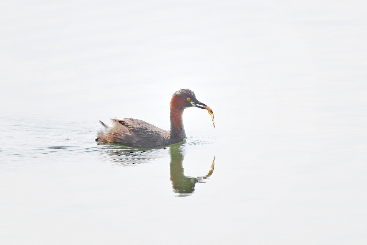 Little Grebe - ML646895359
