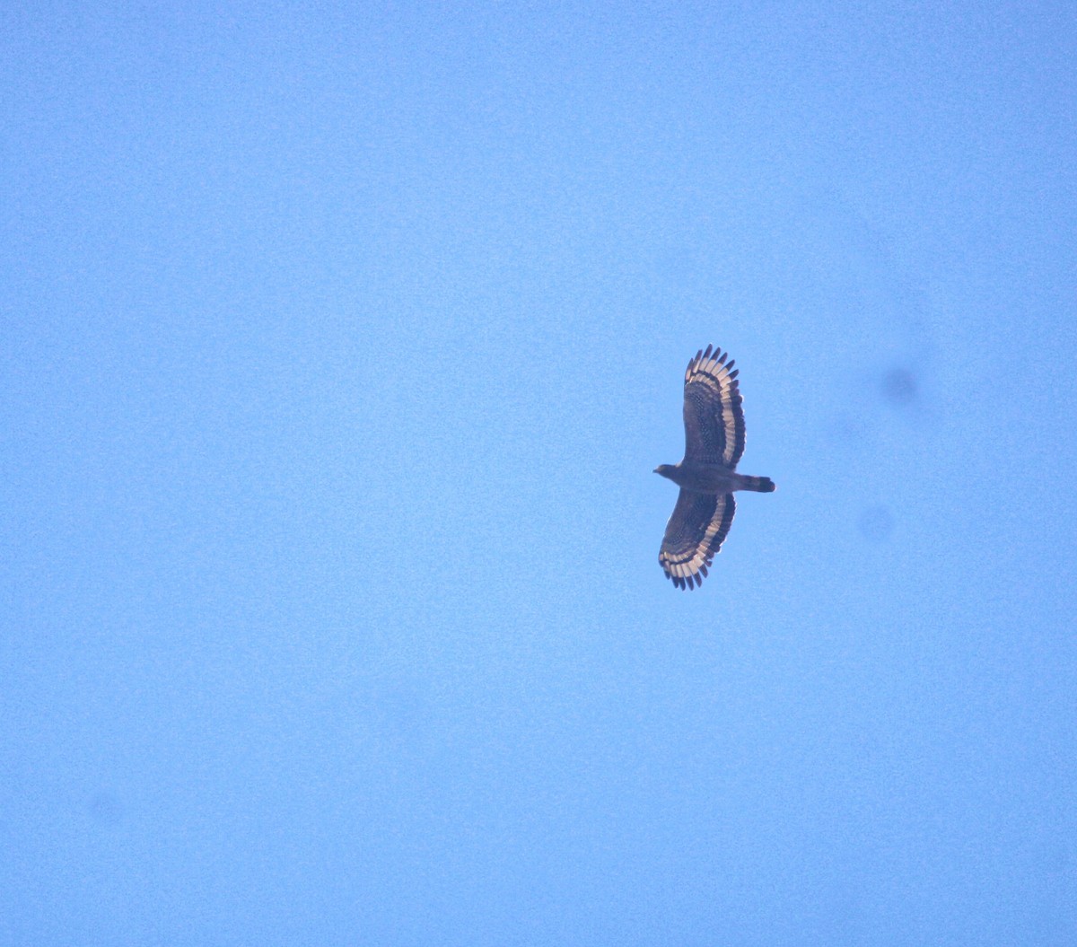 Tepeli Yılan Kartalı - ML646895360