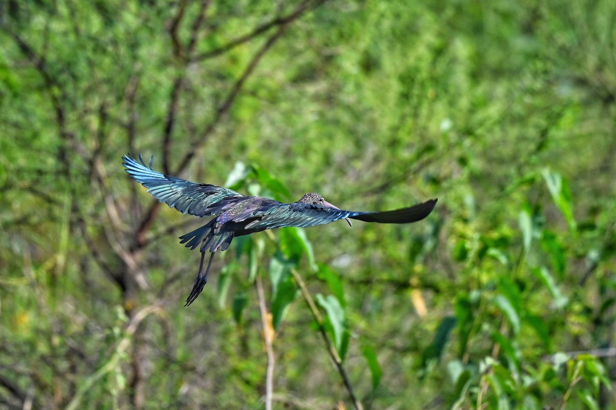 Glossy Ibis - ML646895362