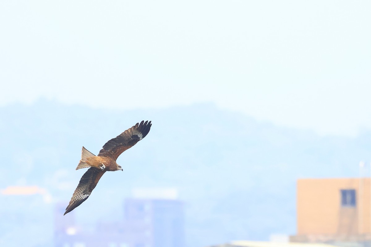 Black Kite - ML646895363