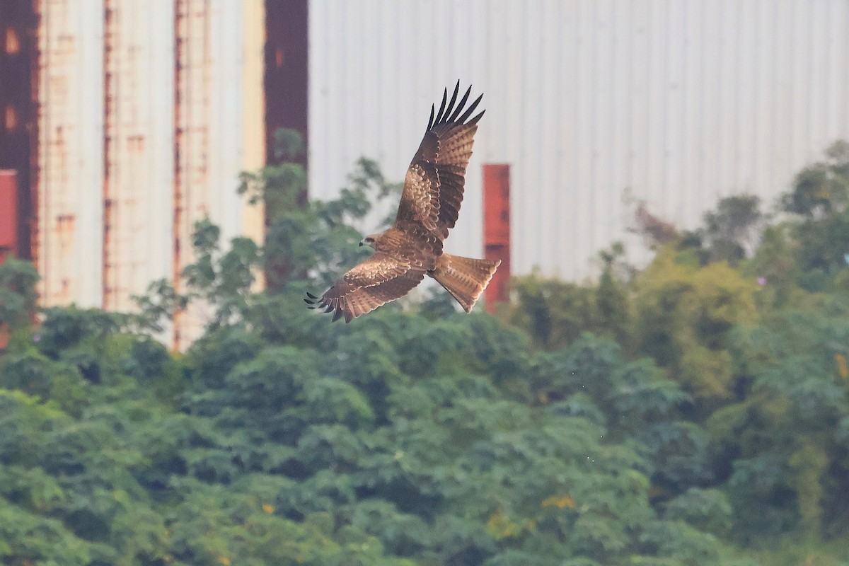 Black Kite - ML646895364