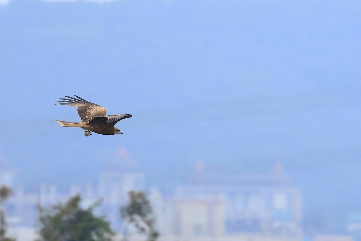 Black Kite - ML646895365