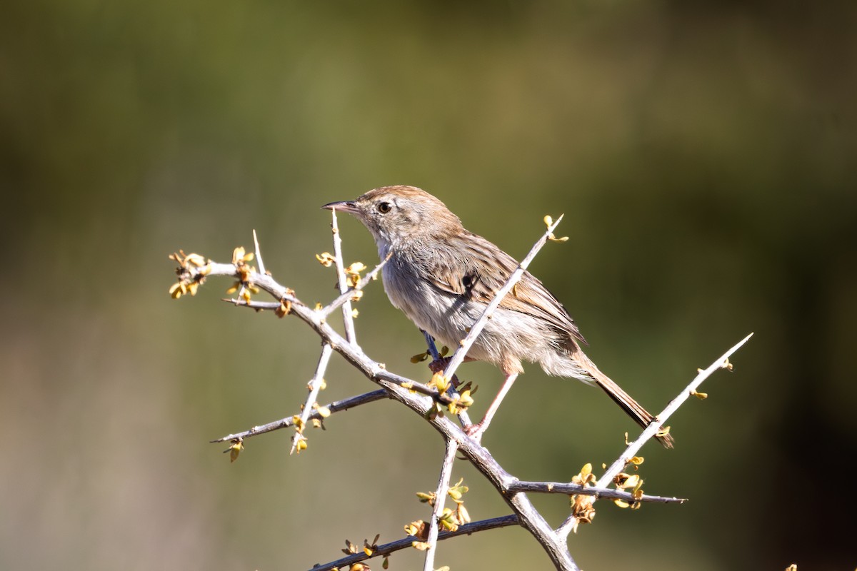 Gray-backed Cisticola - ML646895366