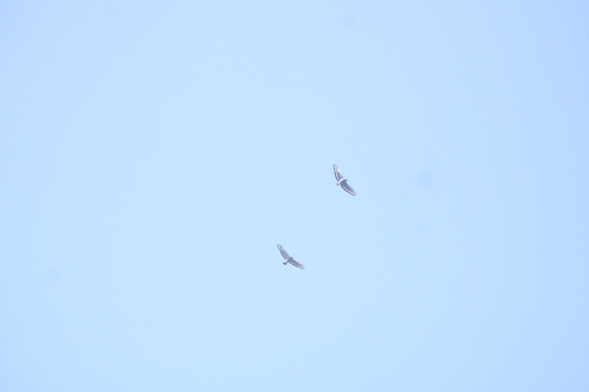 Tepeli Yılan Kartalı - ML646895368