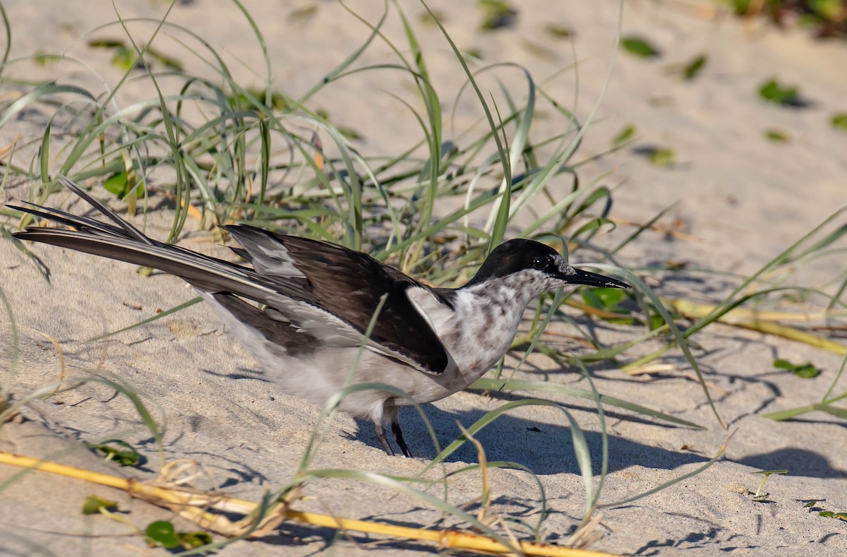 Sooty Tern - ML646895369