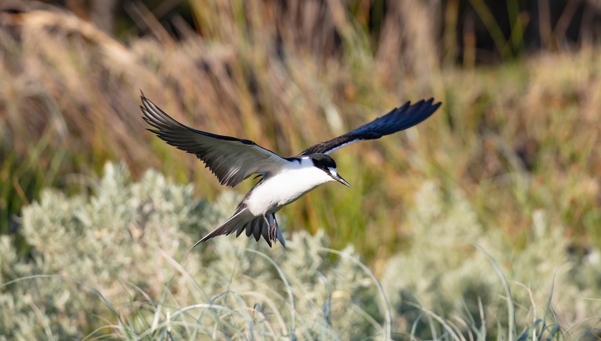 Sooty Tern - ML646895370