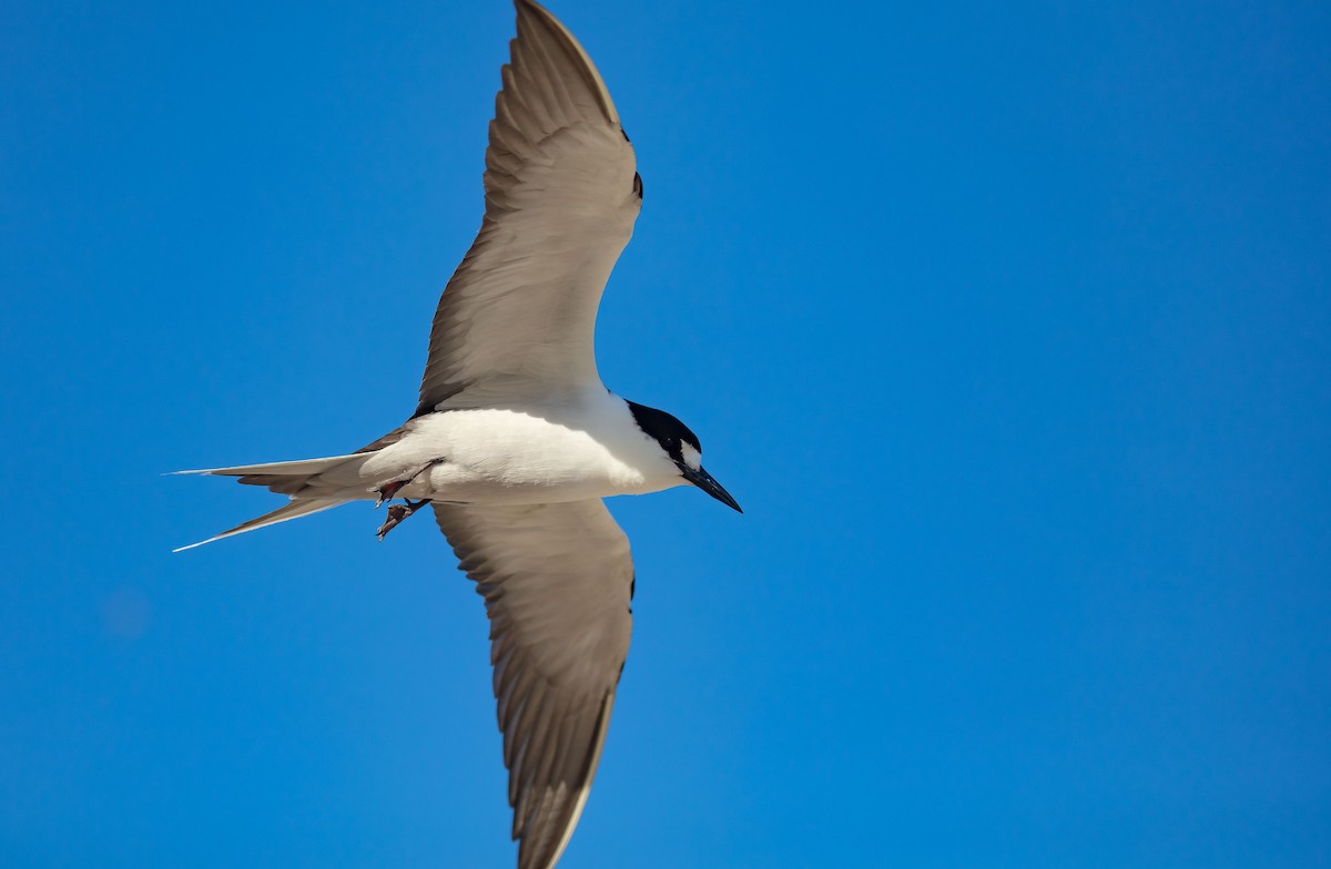 Sooty Tern - ML646895371