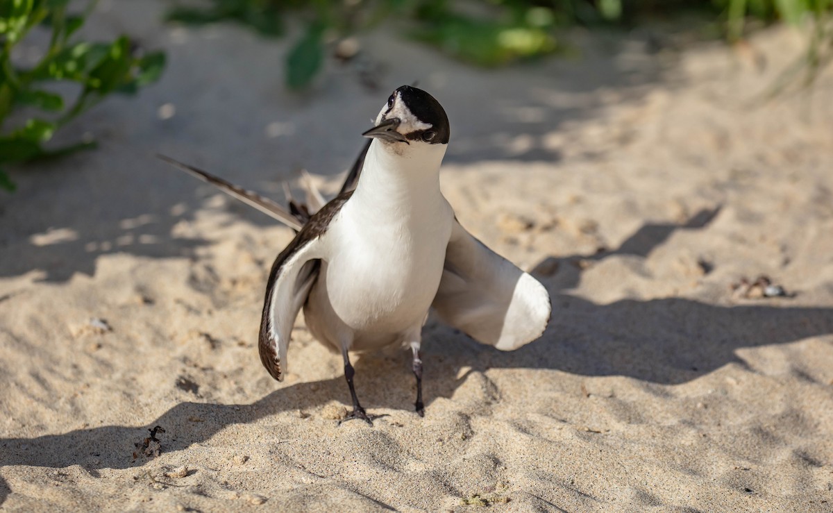 Sooty Tern - ML646895372