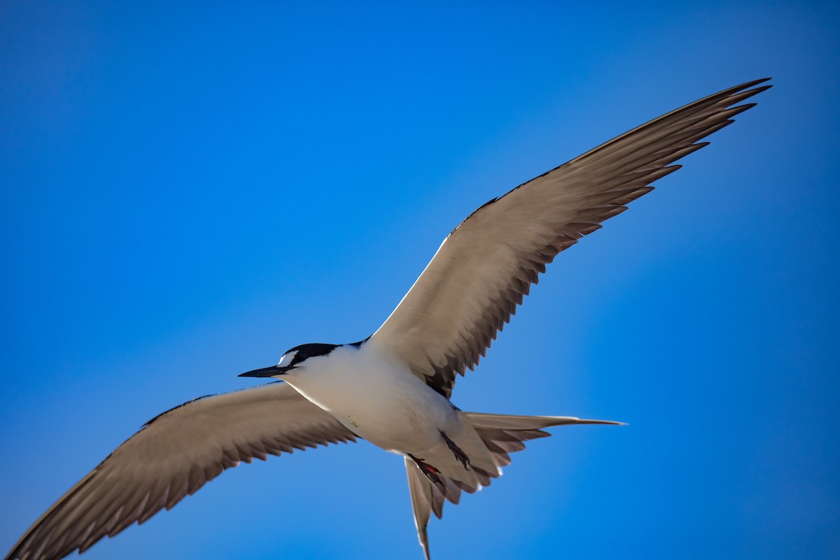 Sooty Tern - ML646895373