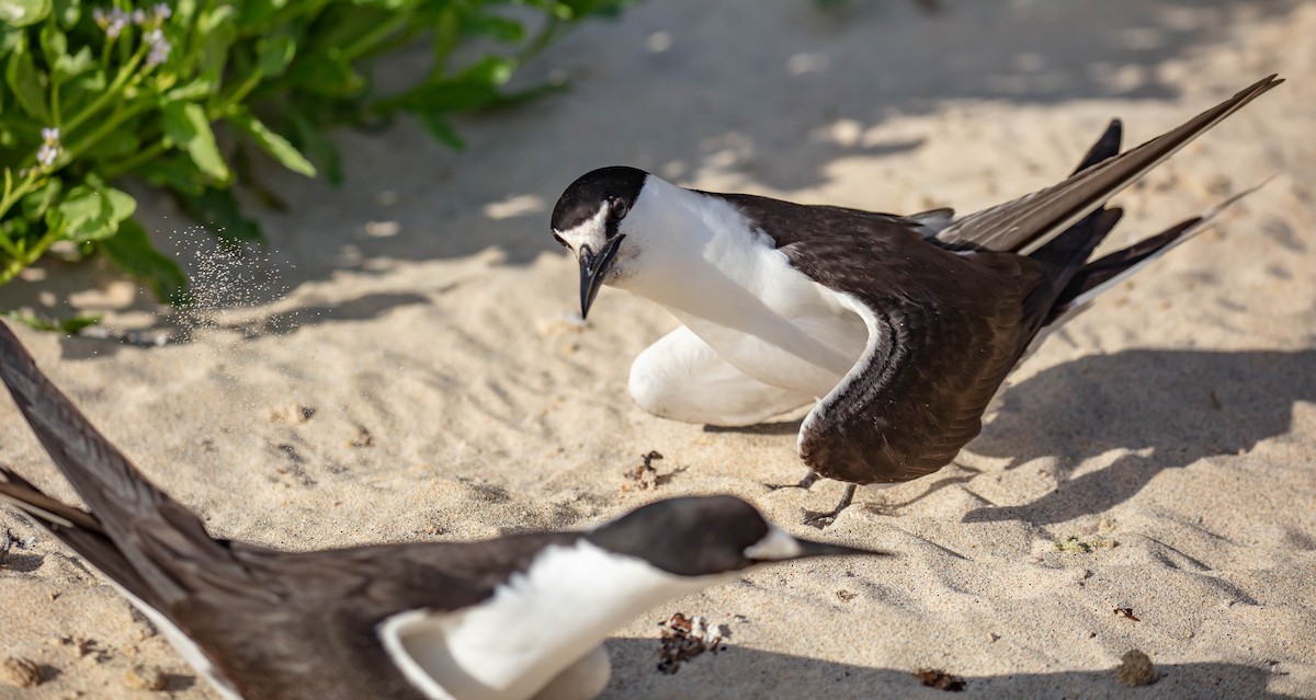 Sooty Tern - ML646895374