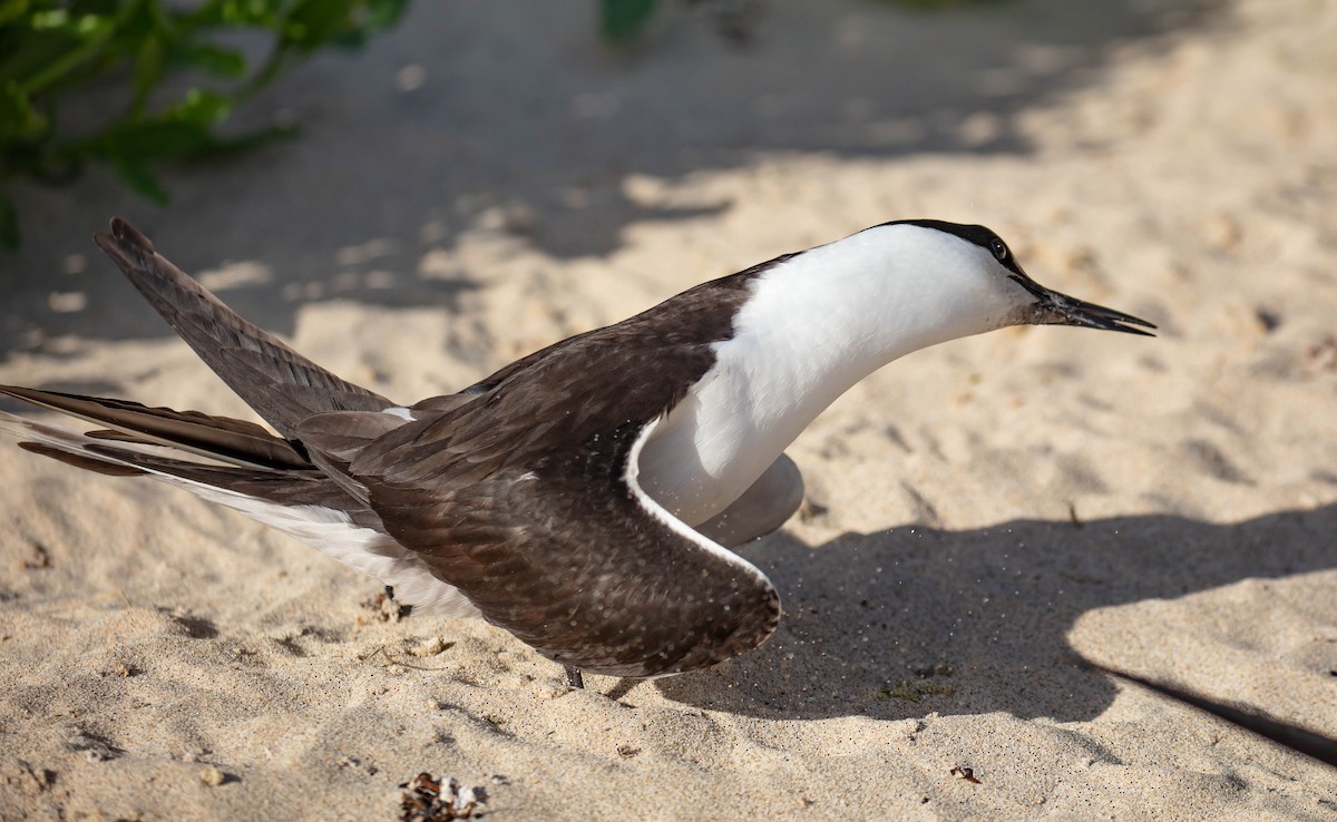 Sooty Tern - ML646895375
