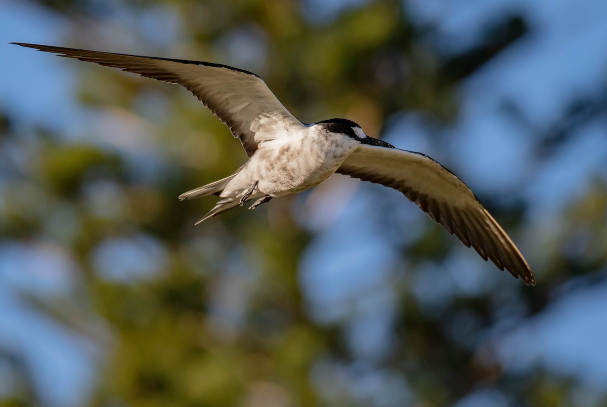 Sooty Tern - ML646895376