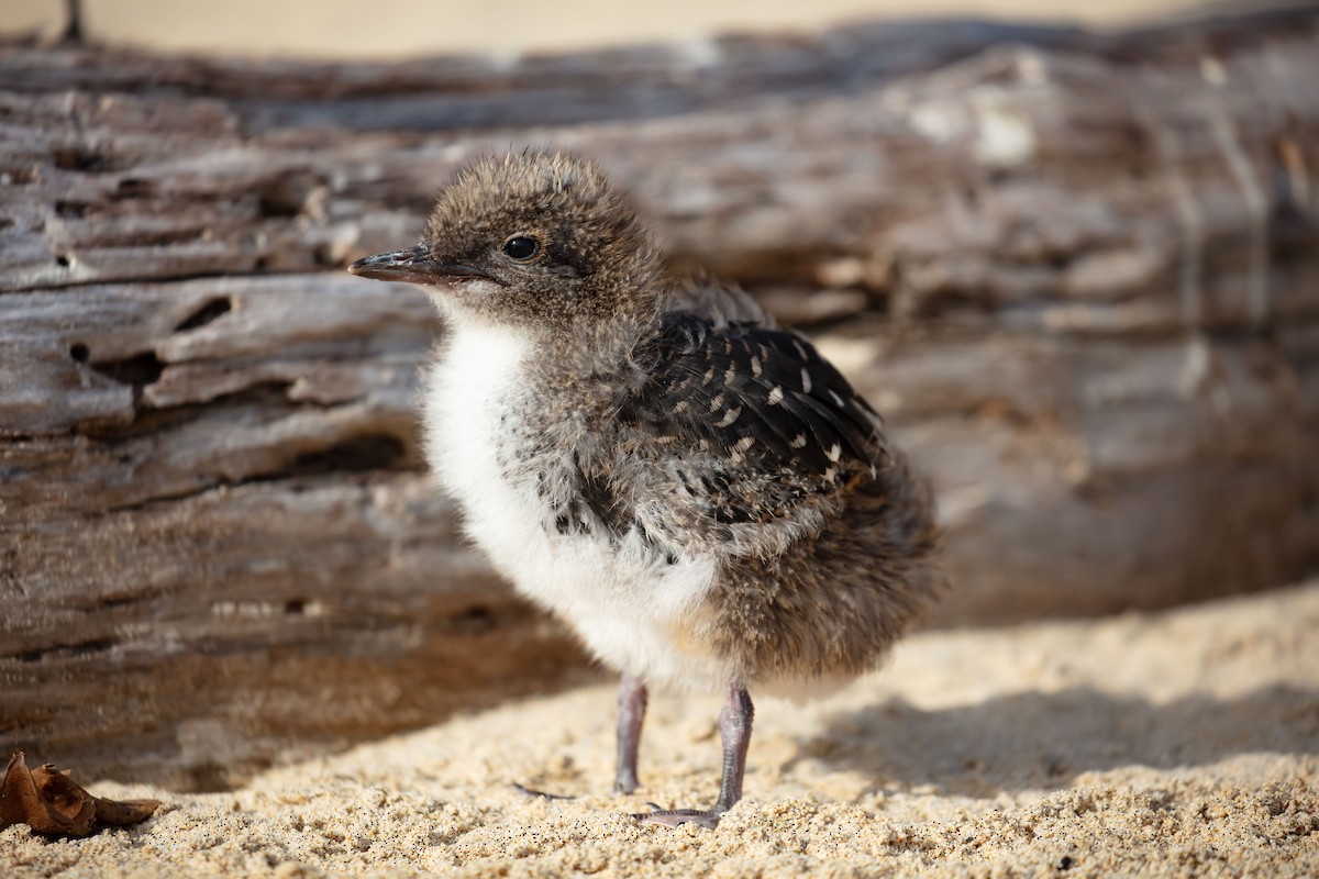 rybák černohřbetý - ML646895377