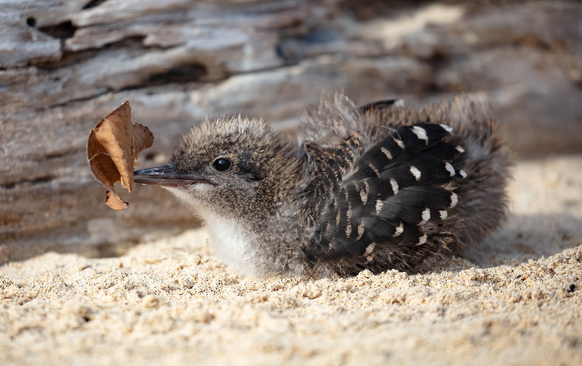 rybák černohřbetý - ML646895378