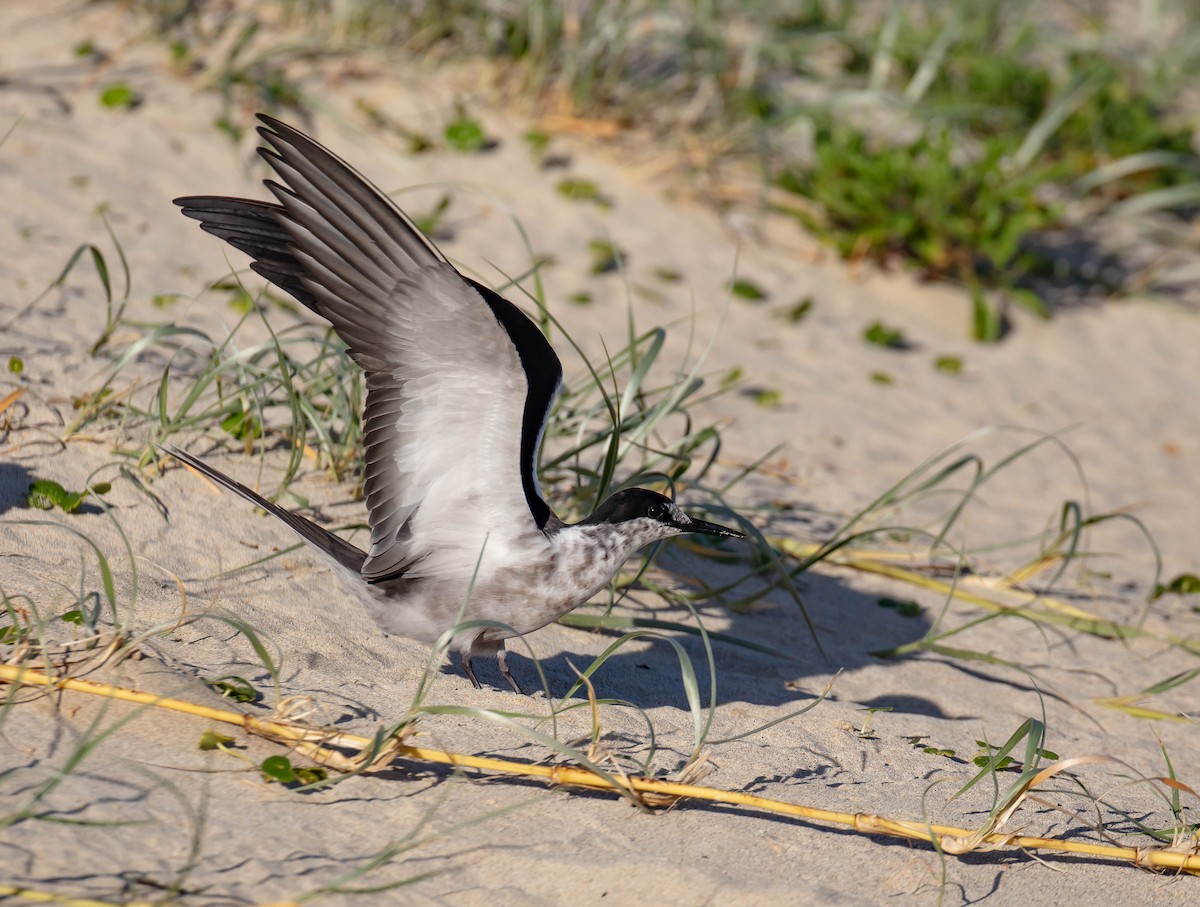 Sooty Tern - ML646895379