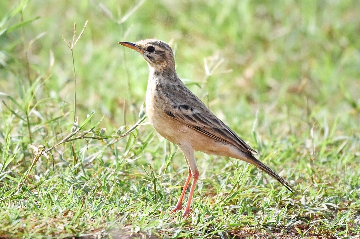 pipit sp. - ML646895382