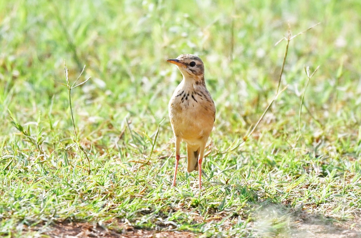 pipit sp. - ML646895383