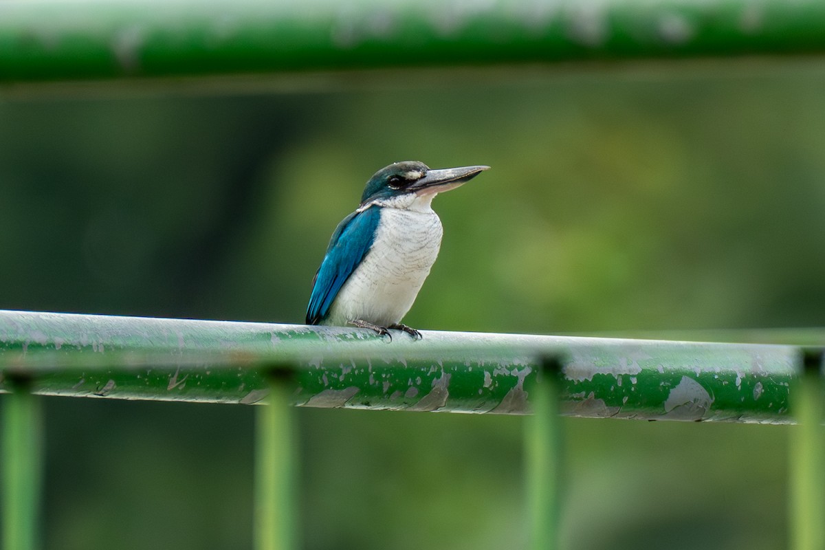 Ak Yakalı Yalıçapkını - ML646895384