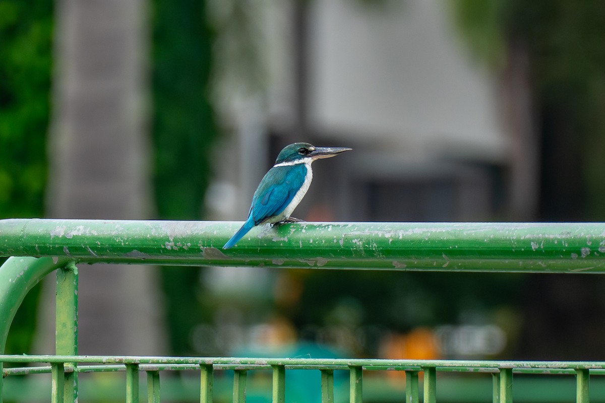 Ak Yakalı Yalıçapkını - ML646895385